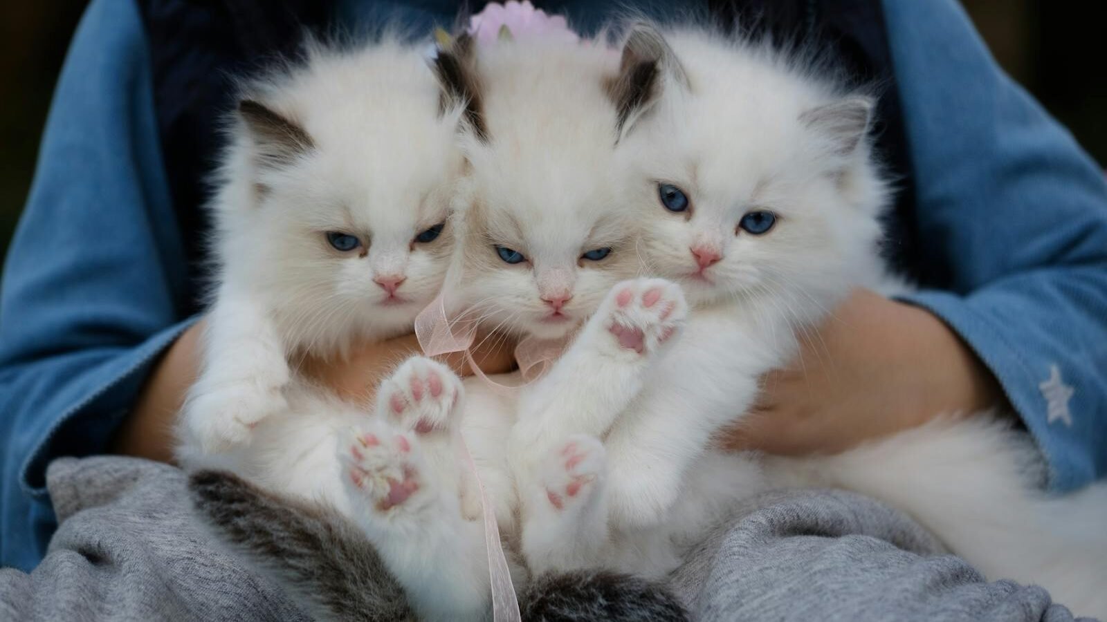 Three fluffy white kittens with blue eyes being gently held together, showcasing their soft fur and adorable pink paws.