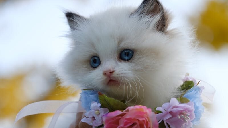A fluffy white kitten with bright blue eyes, wearing a floral wreath around its neck, being gently held up against a soft, blurred outdoor background.