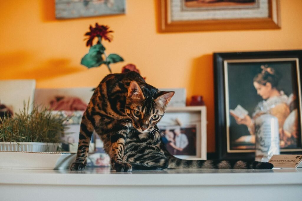 Bengal cat sitting inside decorated home interior with art pictures in the background.