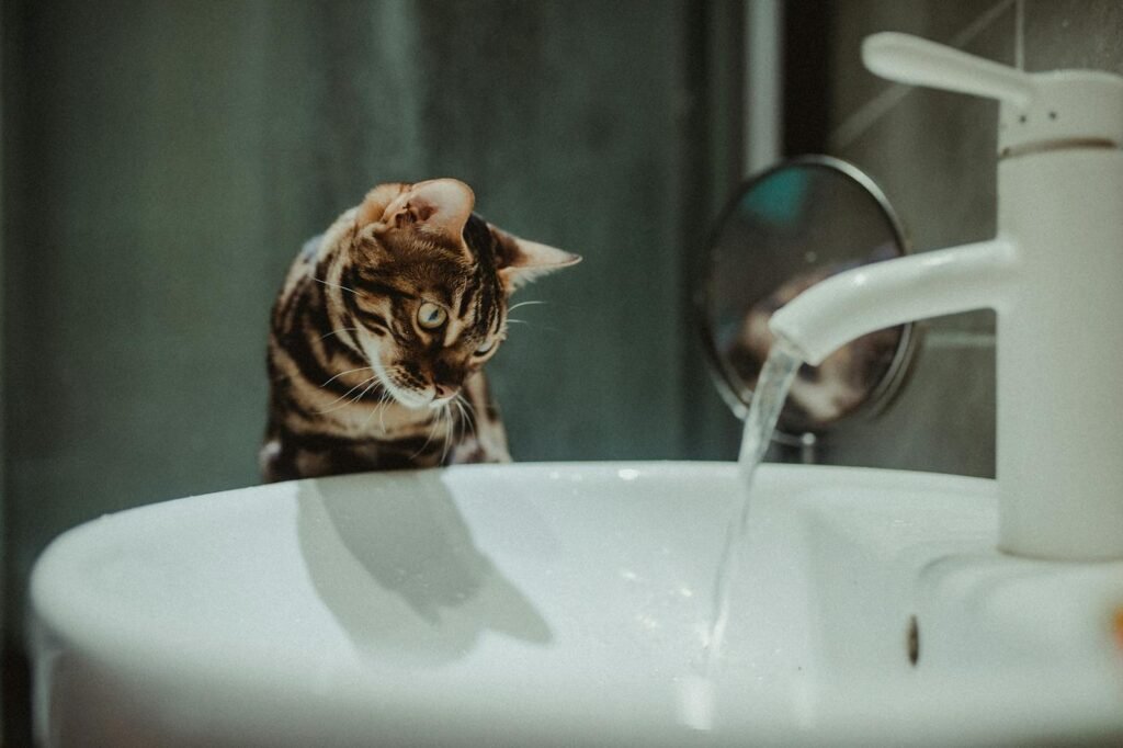 Water Loving Cat A Bengal cat attentively watches water flowing from a bathroom faucet, showcasing curiosity.