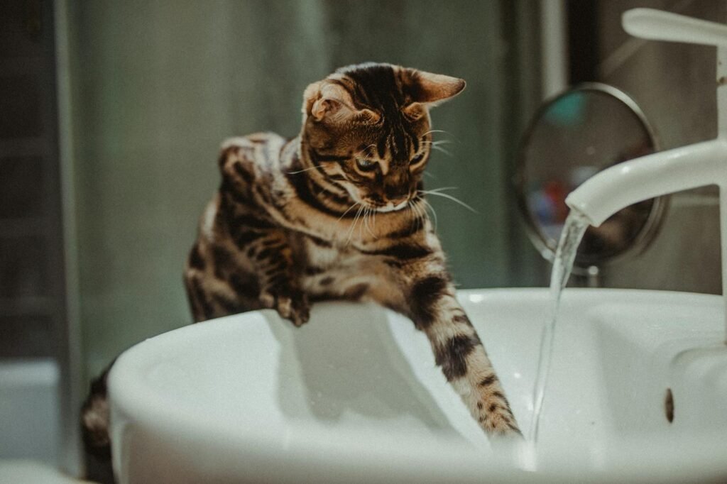 Drinking Cat A Bengal cat engaging with running water from a faucet in a bathroom sink.