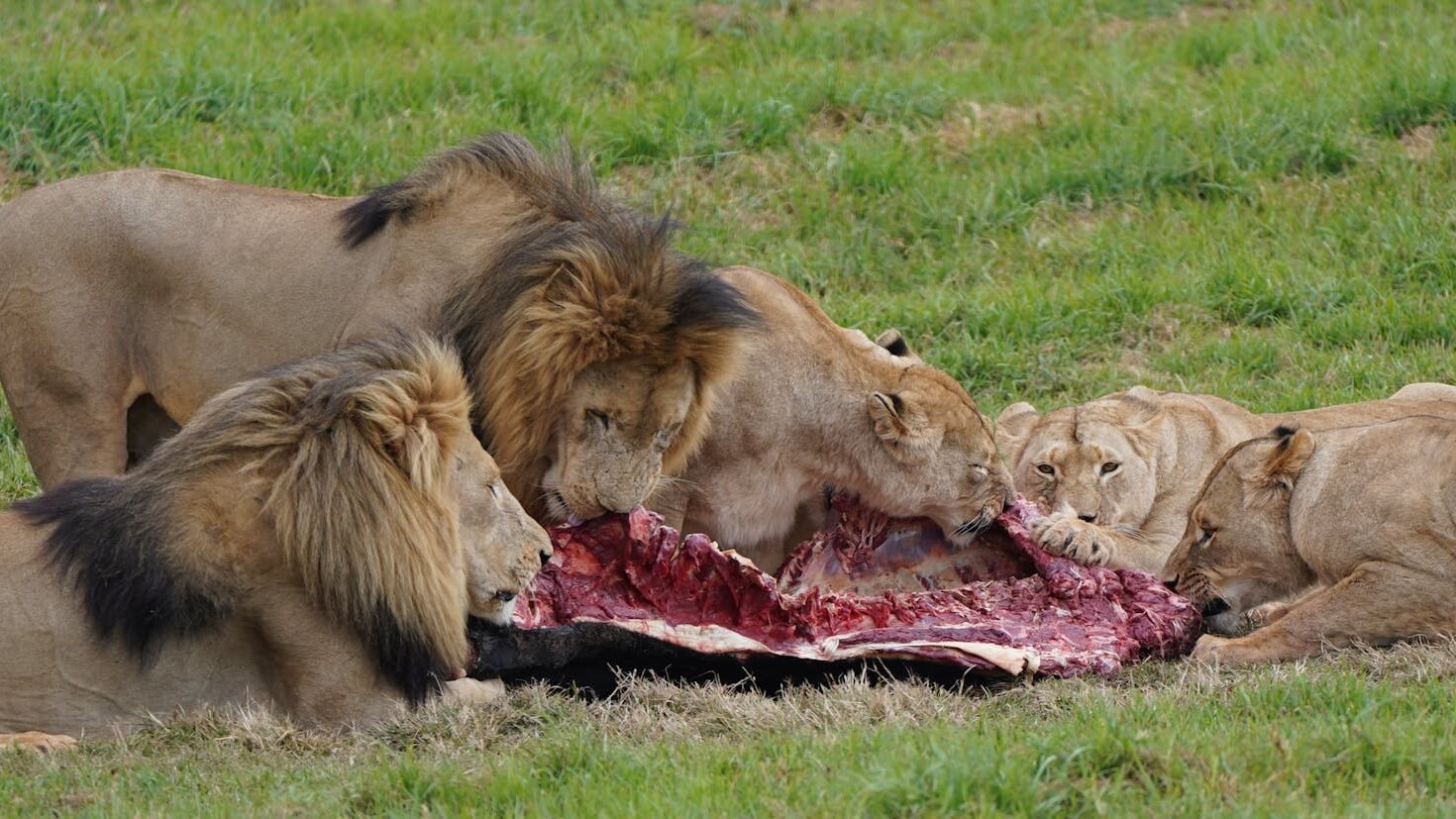 A pride of lions feasting on prey in the savannah, showcasing wildlife behavior.