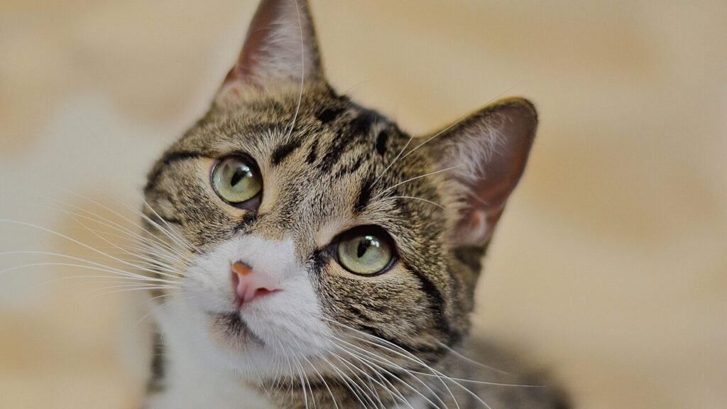 A curious tabby cat with green eyes looking up, expressing curiosity and exploration.