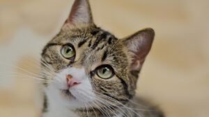The Truth About Why Cats Knock Things Off Tables - felinefam