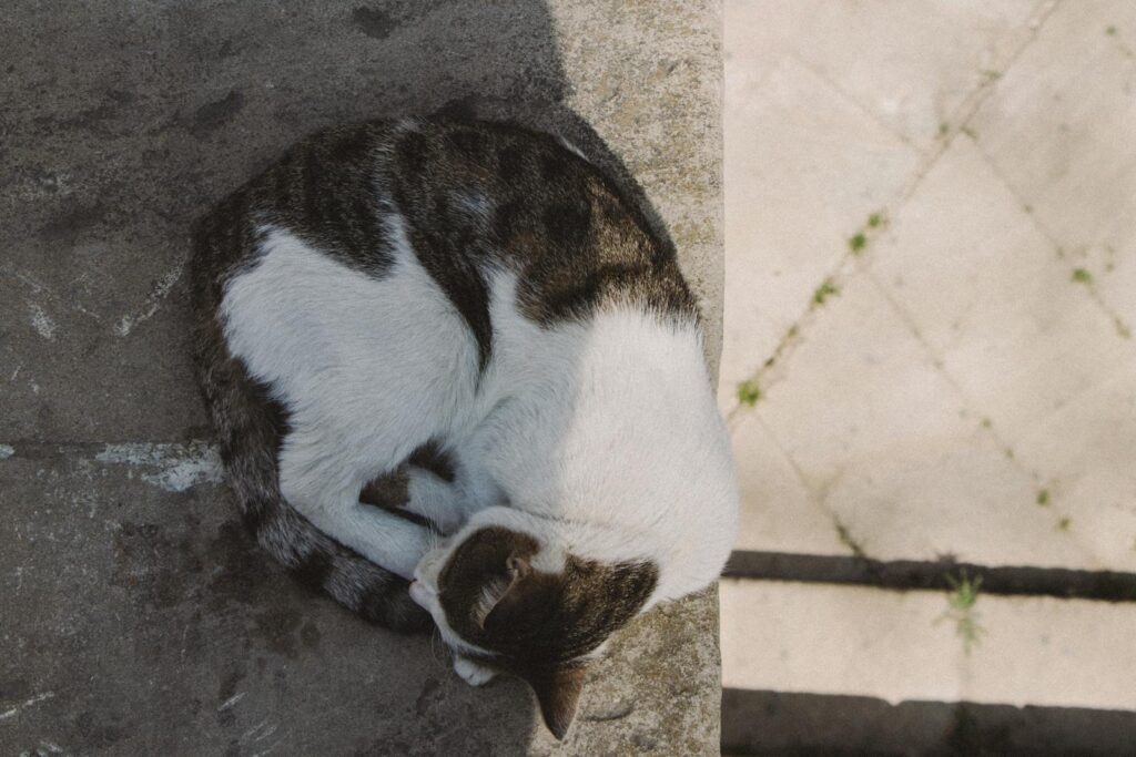 A peaceful white and brown cat sleeping curled up on a sunlit concrete surface.