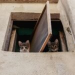 Two cats peek out from an open window, with one looking curiously and the other appearing calm, both framed by the rustic walls.