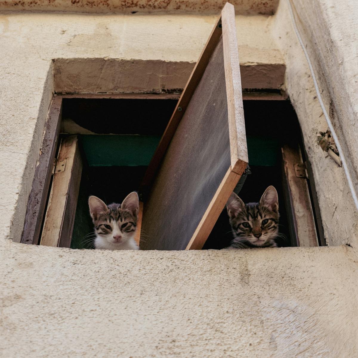 Two cats peek out from an open window, with one looking curiously and the other appearing calm, both framed by the rustic walls.