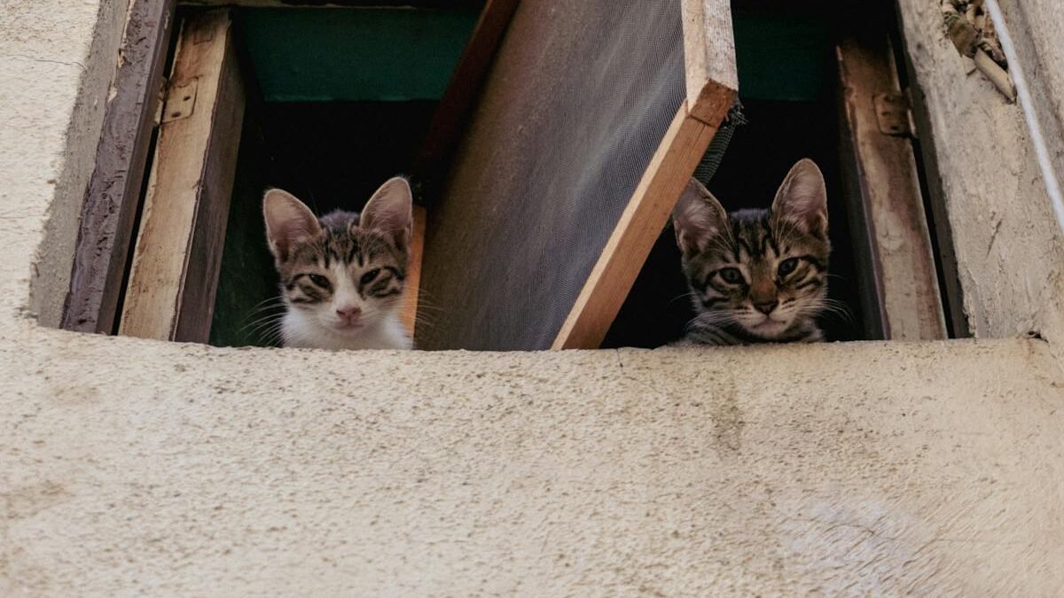 Two curious domestic cats peeking out from an open window, symbolizing the connection between domestic cats and their wild relatives.