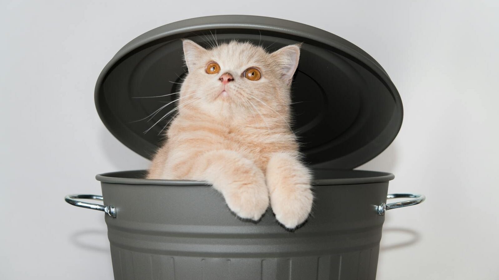 A playful Scottish Fold cat with a soft cream-colored coat peeks out from a trash bin, showcasing its curious and entertaining nature.