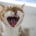 Adorable tabby cat yawning with eyes closed, showcasing sharp teeth and whiskers.