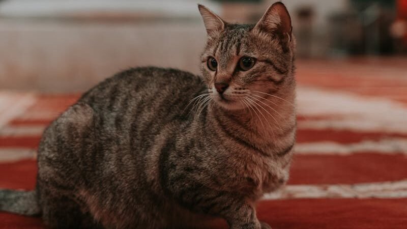A tabby cat sitting gracefully on an ornate red carpet in a historical setting, evoking the connection between cats and ancient civilizations.