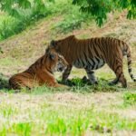 Two tigers resting and interacting in a grassy area surrounded by greenery, with one tiger lying on the ground and the other standing nearby under the shade of a tree.