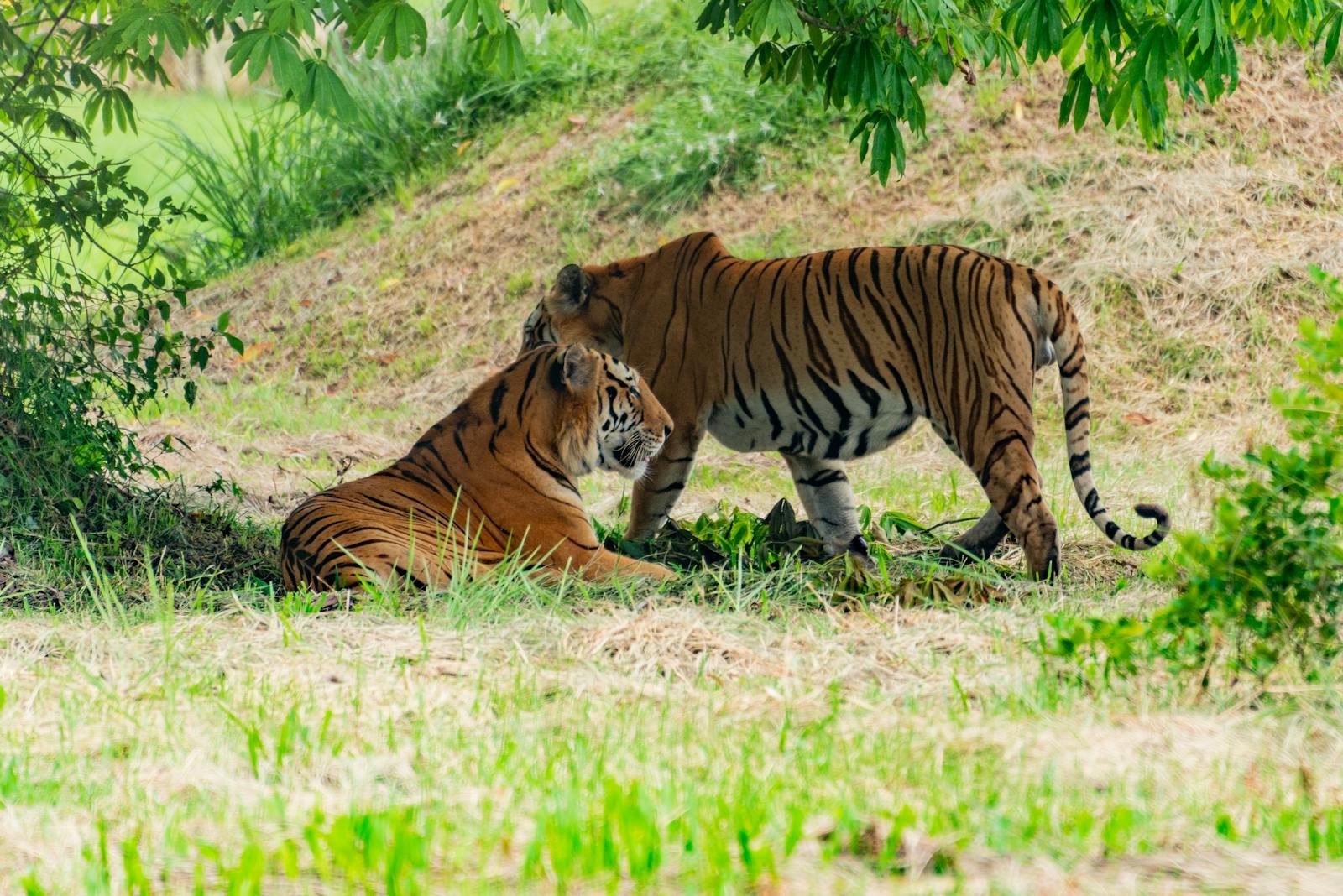 Two tigers resting and interacting in a grassy area surrounded by greenery, with one tiger lying on the ground and the other standing nearby under the shade of a tree.