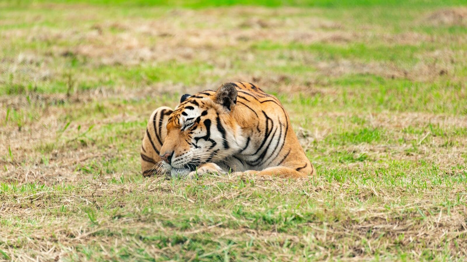 A tiger resting peacefully on grassy terrain in a big cat sanctuary, surrounded by a serene natural environment, symbolizing conservation and care for endangered species