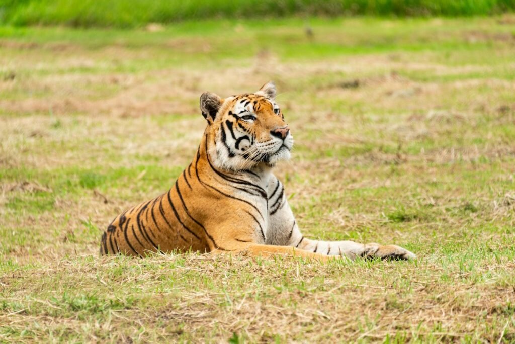 A Bengal tiger resting on grassy terrain, showcasing its regal presence in the wild.