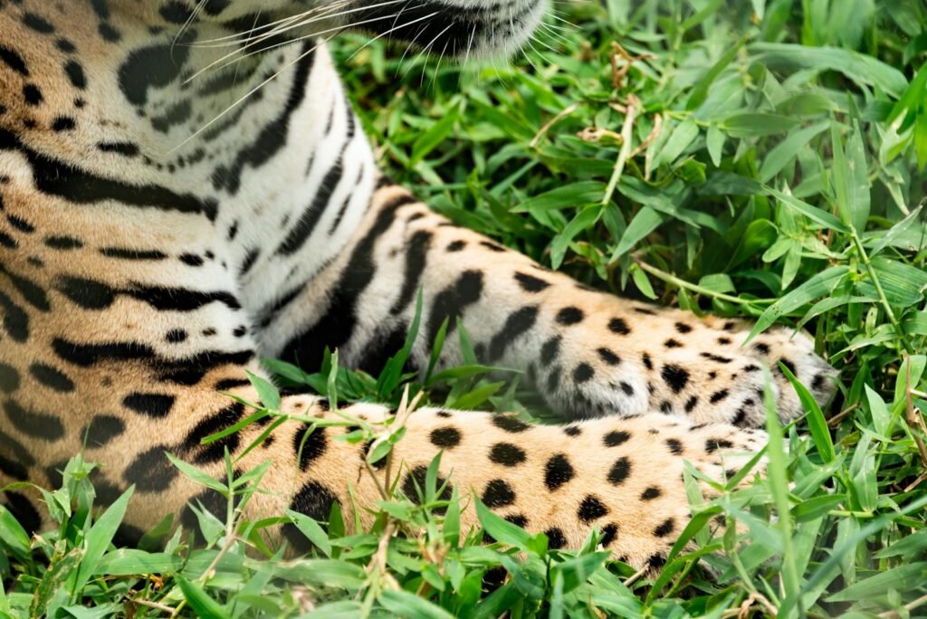 Detailed close-up of a leopard's paws amidst vibrant green grass, showcasing its distinctive spotted fur.