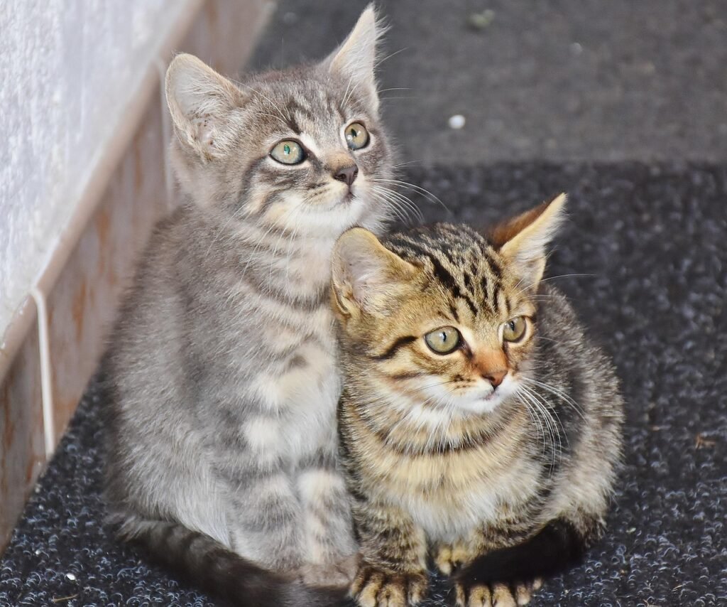 How Cats Use Their Tails to Communicate