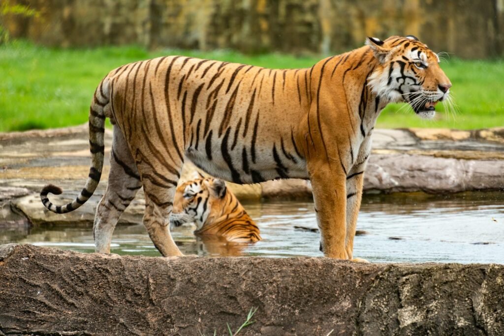 Two Bengal tigers majestically standing and cooling off in a natural water reserve setting.