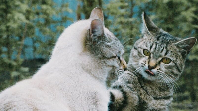 A tabby cat raising its paw toward a white cat in an outdoor setting, displaying body language that could indicate playfulness or dominance.