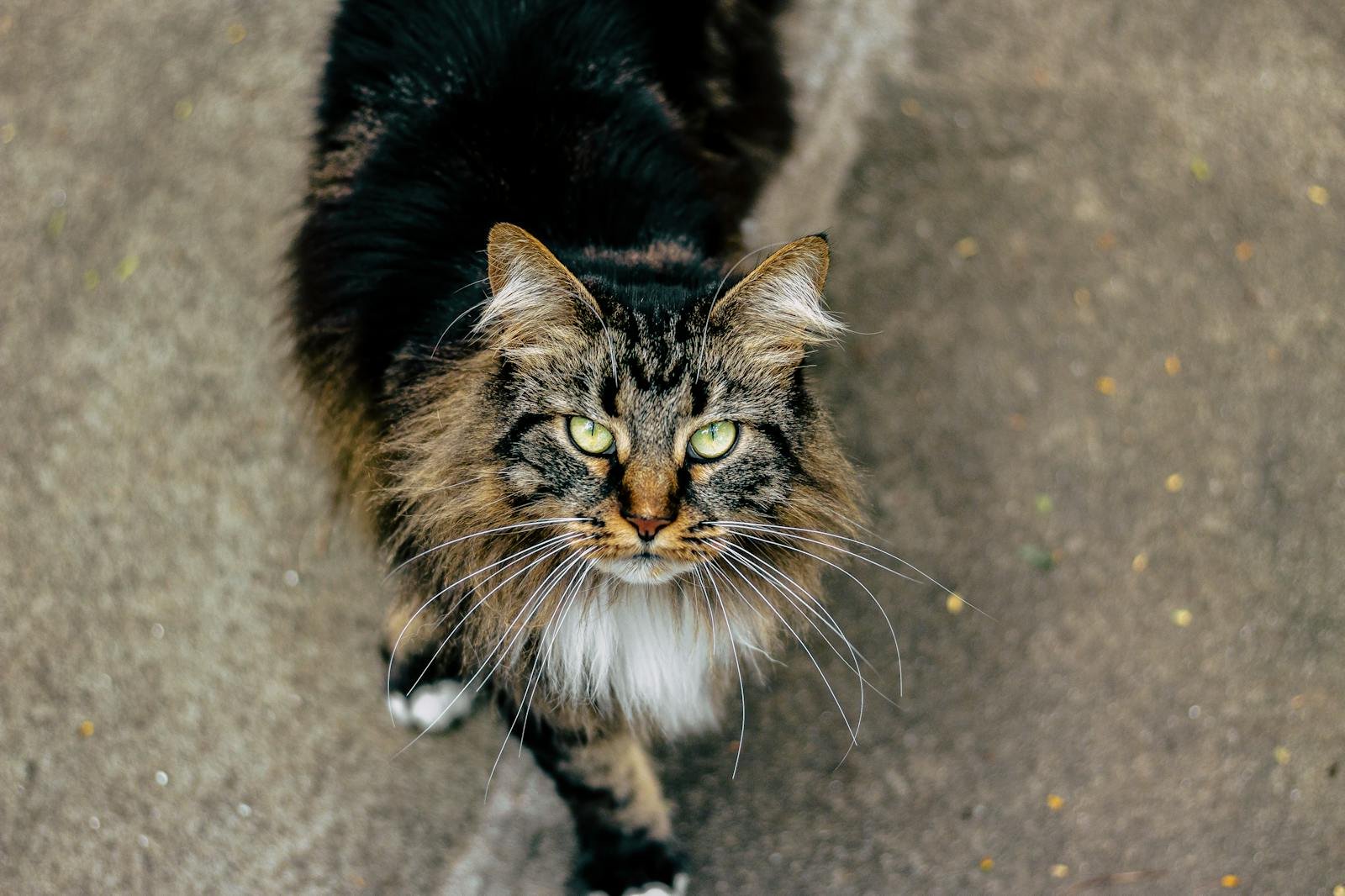cats and dogs: Close-up of a Maine Coon cat looking directly into the camera with a captivating gaze.