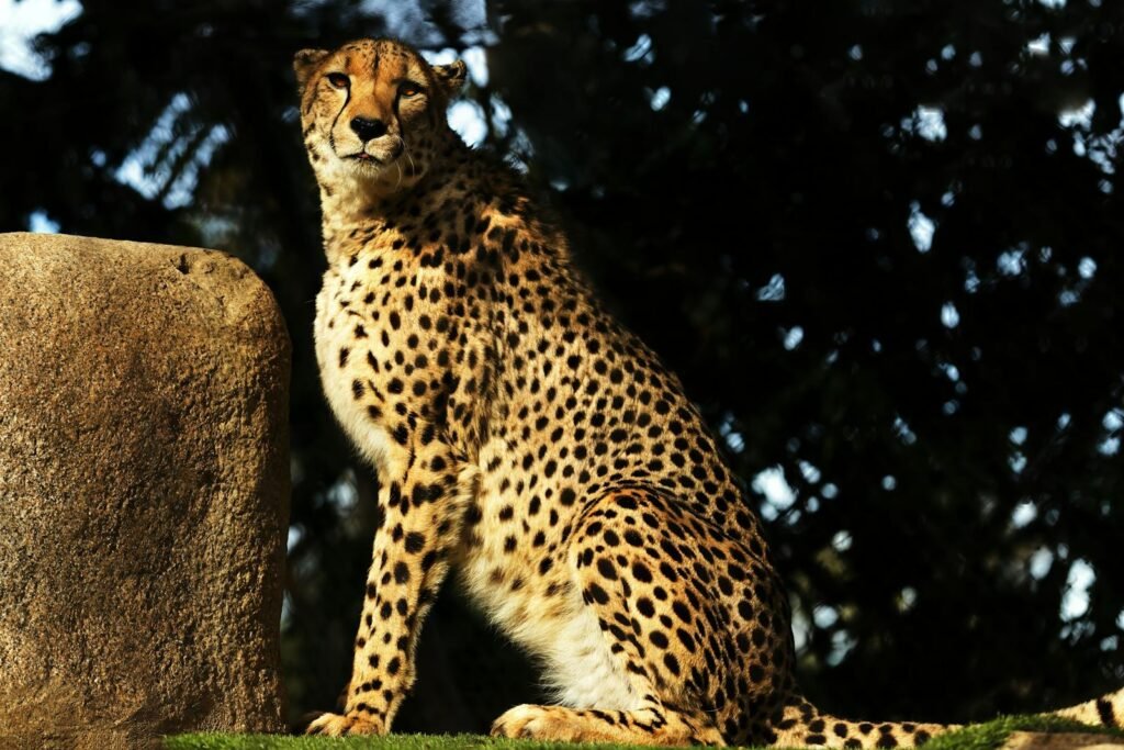 cheetah survive: A southeast African cheetah elegantly sits on grass beside a stone, showcasing its natural habitat.