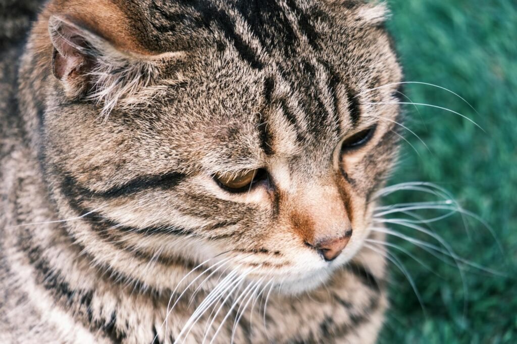 A detailed close-up of a grumpy tabby cat sitting outdoors on green grass.