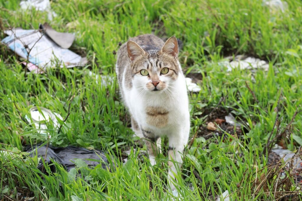 A domestic cat walking through a lush green field with scattered litter, showcasing natural curiosity.