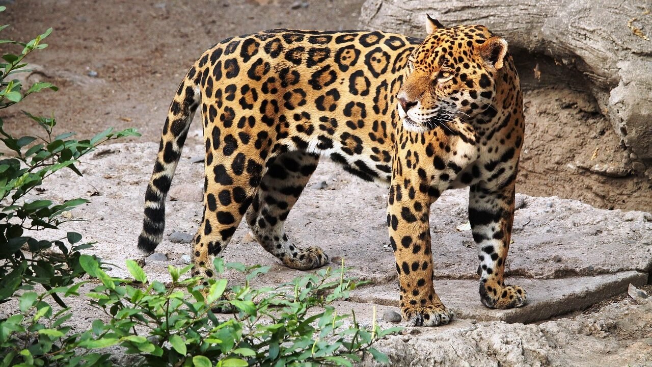 A jaguar walking gracefully on rocky terrain, its golden and black coat blending with the natural shadows of the rainforest.