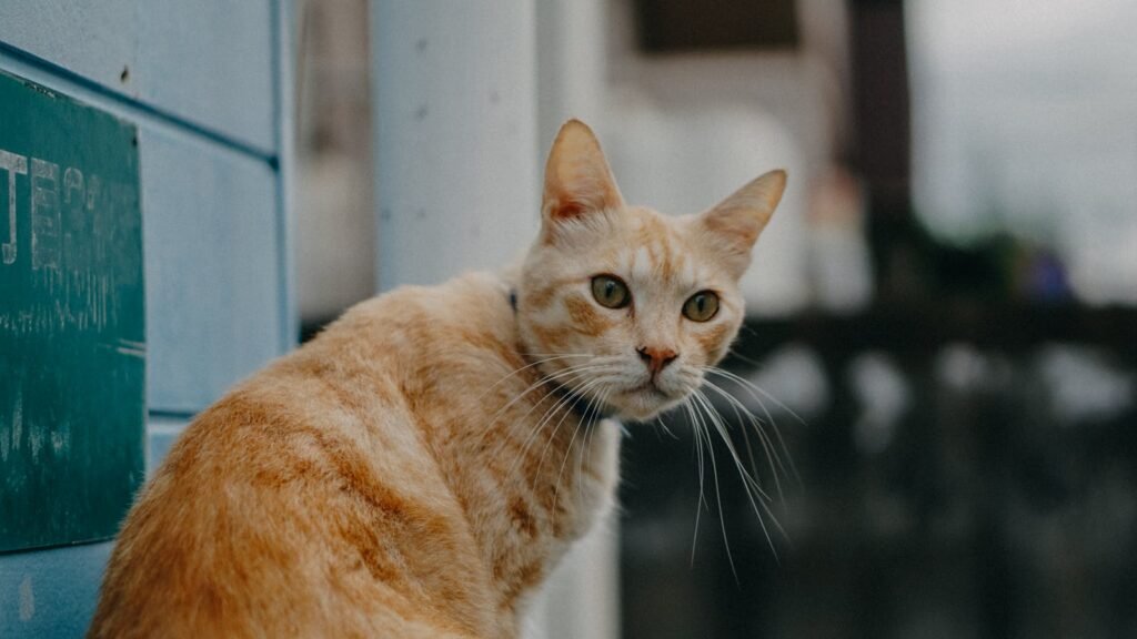 A curious ginger cat with striking eyes and whiskers, sitting outdoors looking back.