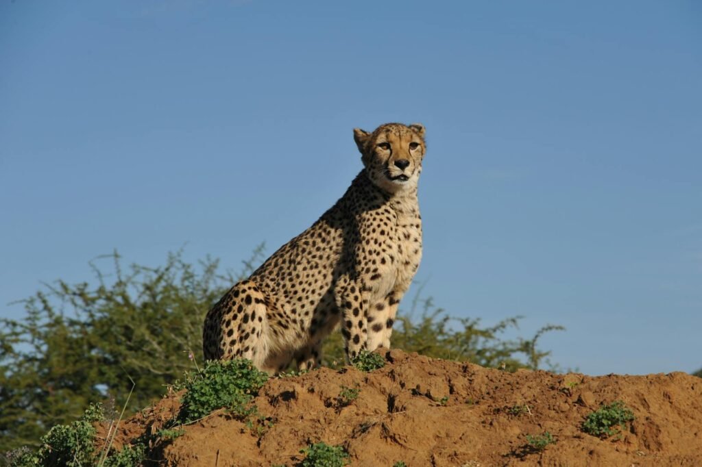 cheetah survive: A cheetah perched atop a mound in the savannah under a clear blue sky.