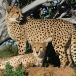 Two cheetahs in a natural habitat, one standing alert while the other lies on the ground under the shade of a tree, showcasing their graceful spotted coats.