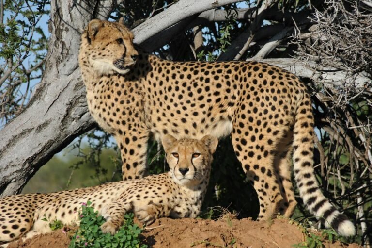 Two cheetahs in a natural habitat, one standing alert while the other lies on the ground under the shade of a tree, showcasing their graceful spotted coats.