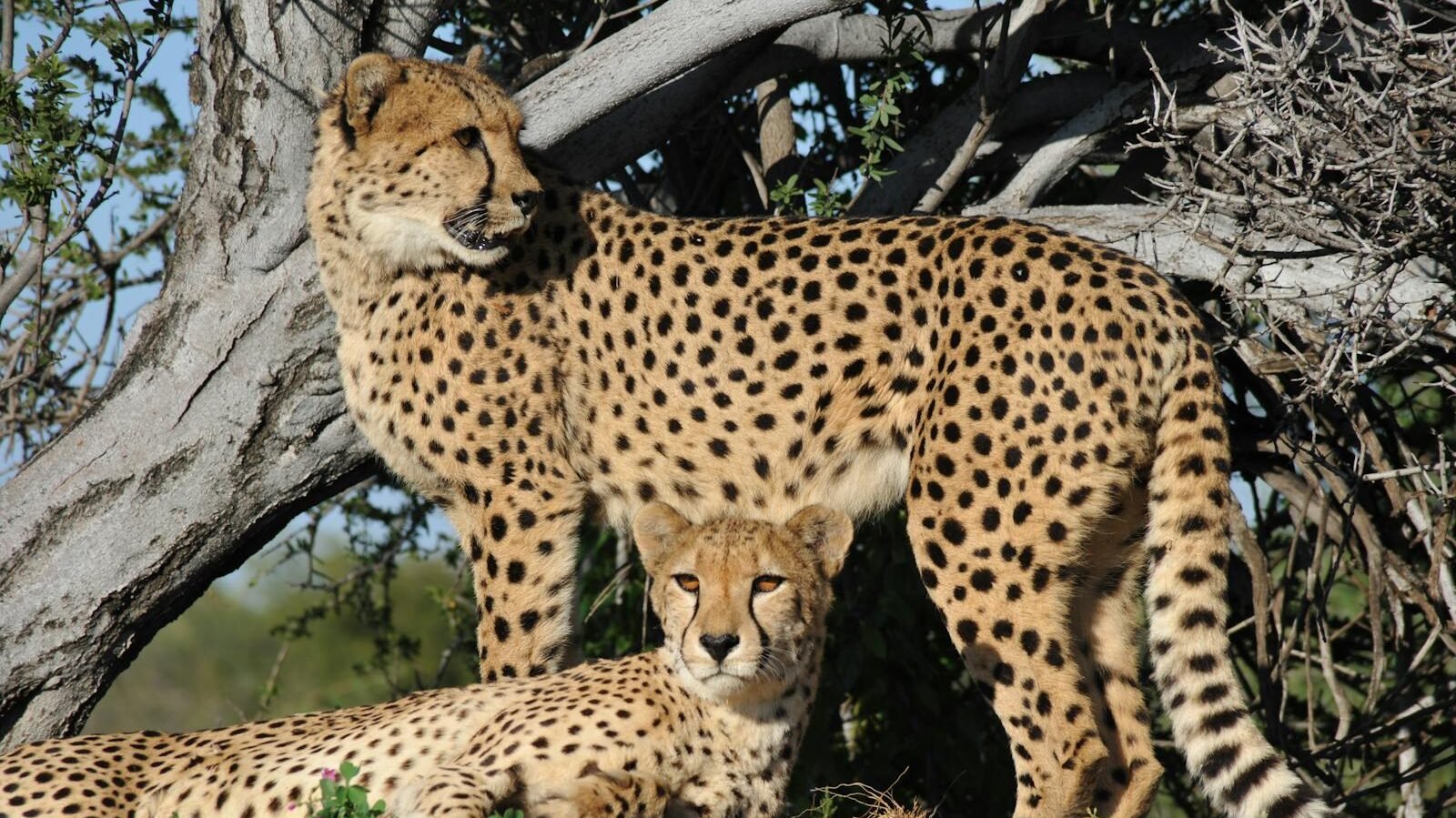 Two cheetahs, one standing and one lying on the ground, are seen beneath a tree. Both are gazing attentively, their distinctive spotted coats visible in the sunlight.