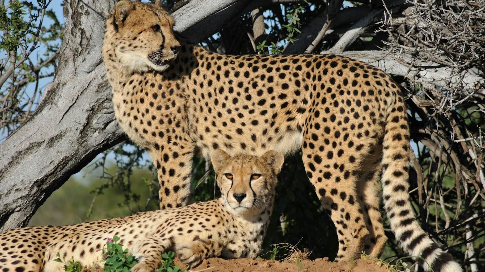 Two cheetahs lounging under a tree in the African savannah, showcasing their natural habitat.