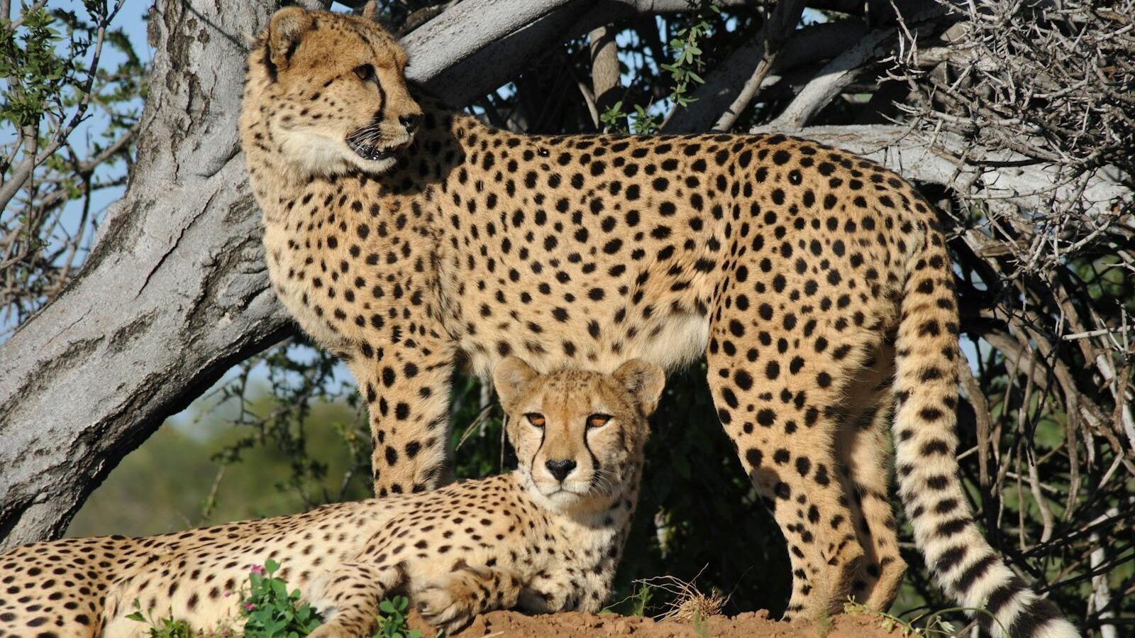 Two cheetahs resting under the shade of a tree in a savanna landscape, showcasing their sleek, spotted coats and highlighting their natural habitat.