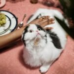 13 Human Behaviors that Cats Just Can't Tolerate