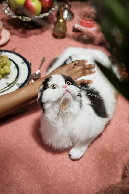 13 Human Behaviors that Cats Just Can't Tolerate