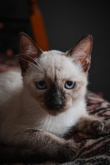 Burmese Cats: The Playful Companions