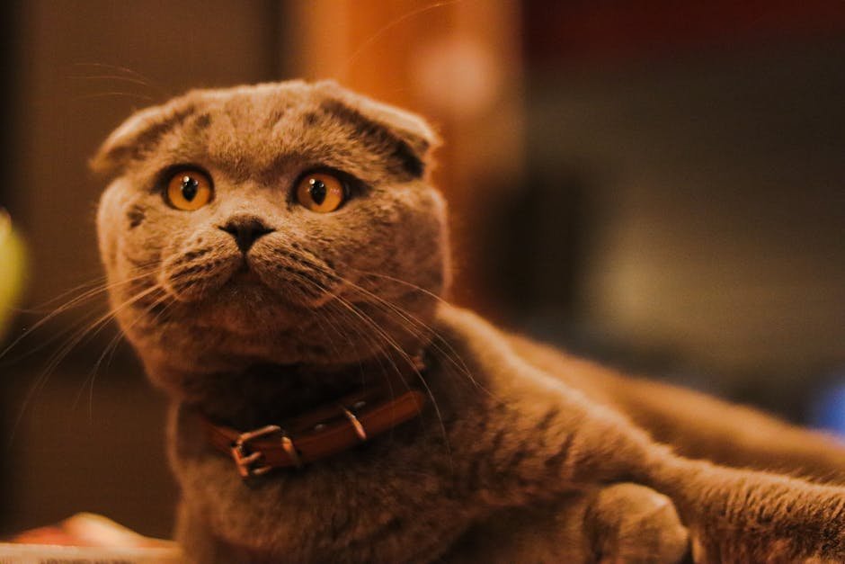 Scottish Fold: The Charming Entertainers