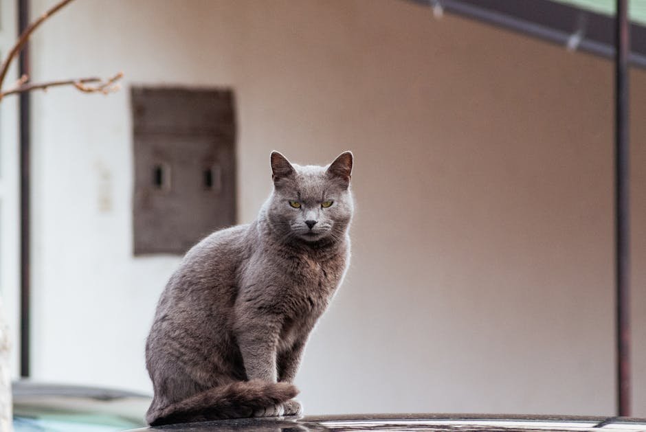 American Shorthair: The Friendly Companions
