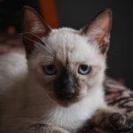 15 Cat Breeds That Will Love You More Than They Love Themselves