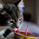 10 Common Mistakes Cat Owners Make When It Comes to Nutrition