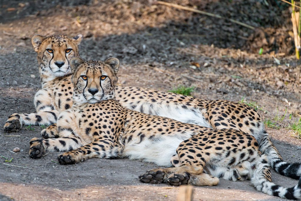 How Cheetahs Use Speed to Outsmart Their Prey