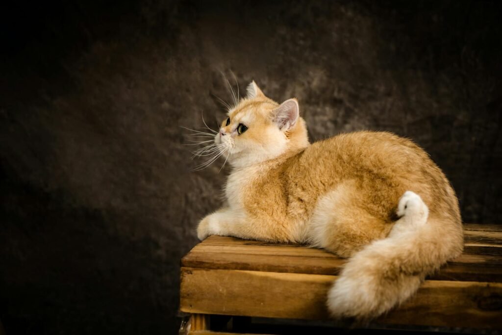 Ginger cat with fluffy fur posing elegantly on wooden surface in studio setting.