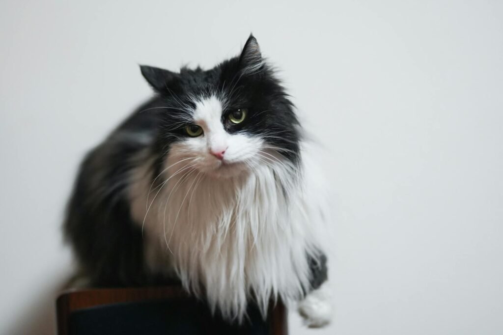 A cute bicolor cat with fluffy fur and bright eyes perched on a chair in a studio setting.