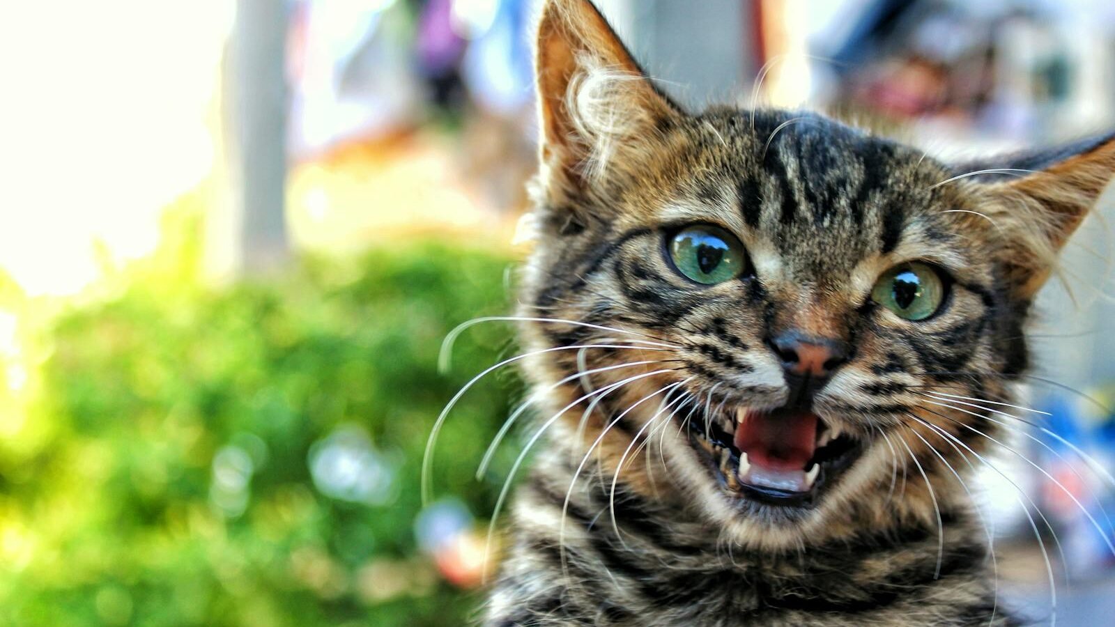 Adorable close-up of a vocal tabby cat with bright eyes, surrounded by a blurred outdoor background.