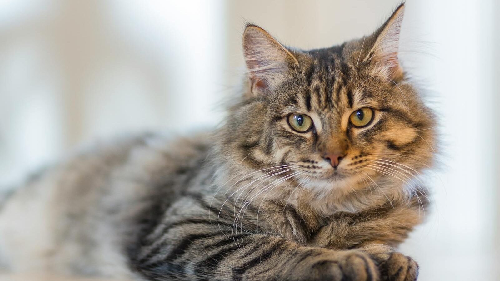 A fluffy tabby cat with striking amber eyes lying on a wooden surface, looking directly at the camera in a softly lit environment.