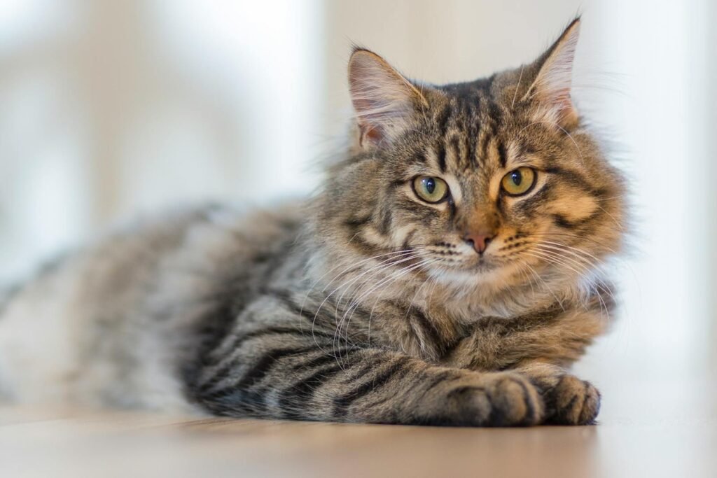 Cat’s Unique Coat