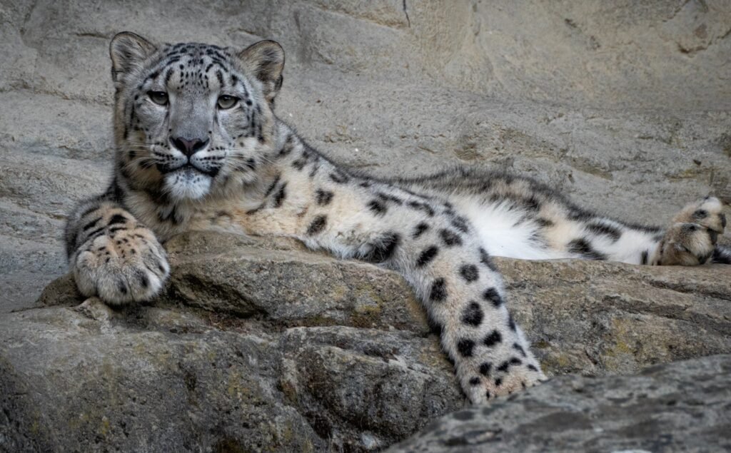 harsh environment: Captivating portrait of a snow leopard reclining on rocky terrain, showcasing its majestic presence.