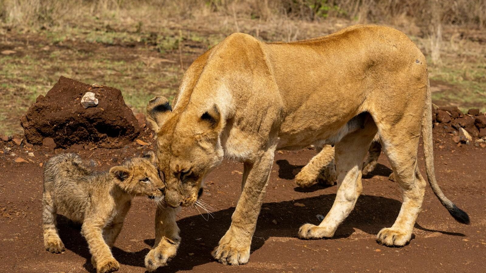 A lioness gently nuzzling its cub on a dirt path, showcasing the bond between mother and offspring in the wild.